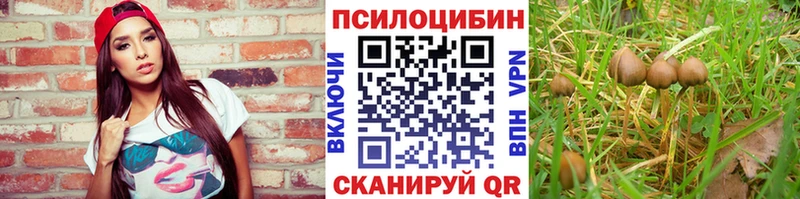 Галлюциногенные грибы Psilocybe  Конаково 